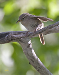 House Wren 3126